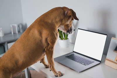 Dog looking away while sitting on table