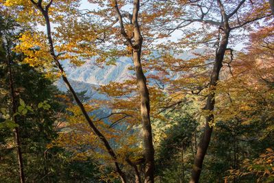 Trees in forest