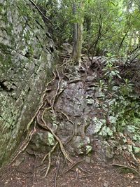 Close-up of tree trunk in forest