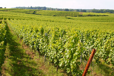 Scenic view of vineyard