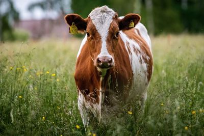 Portrait of cow on field