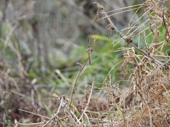 Close-up of dried plant on field