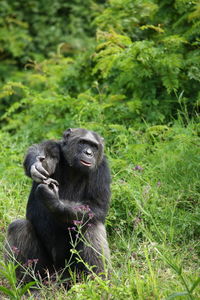 Monkey sitting in a field