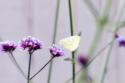 Close-up side view of butterfly on flower