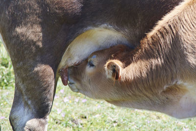 Calf suckling from its mother on a summer day, colors of nature