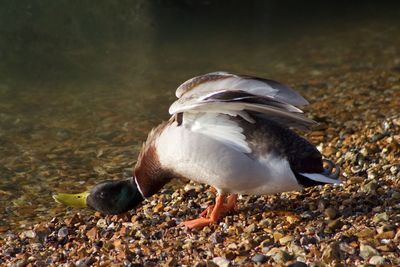 Close-up of duck