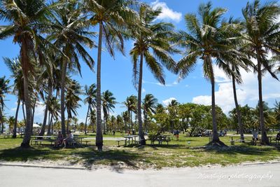 Palm trees on field against sky