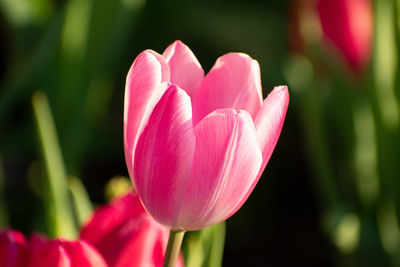 Close-up of pink tulip