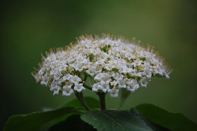 Close-up of white flowering plant