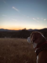 Close-up of dog