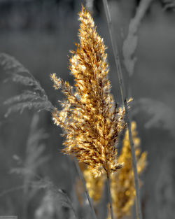 Close-up of plant growing on field