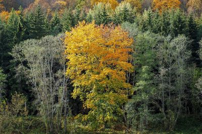 Plants growing in forest during autumn