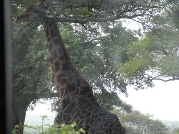 View of a tree in zoo