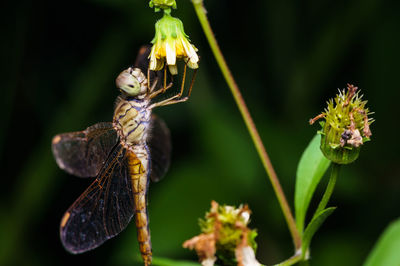 Close-up of butterfly pollinating on flower