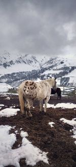 View of sheep on snow covered field against sky