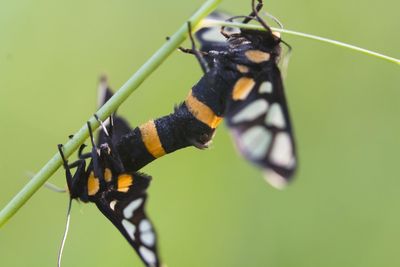 Close-up of butterfly on leaf