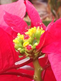 Close-up of pink flowers