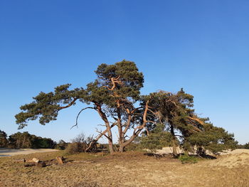 Trees on sand dune against clear blue sky