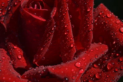 Close-up of water drops on red leaf