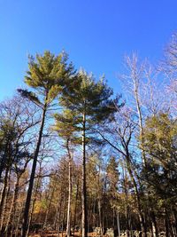 Low angle view of trees against blue sky