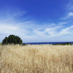 Scenic view of agricultural field against sky and ocean with green tree 