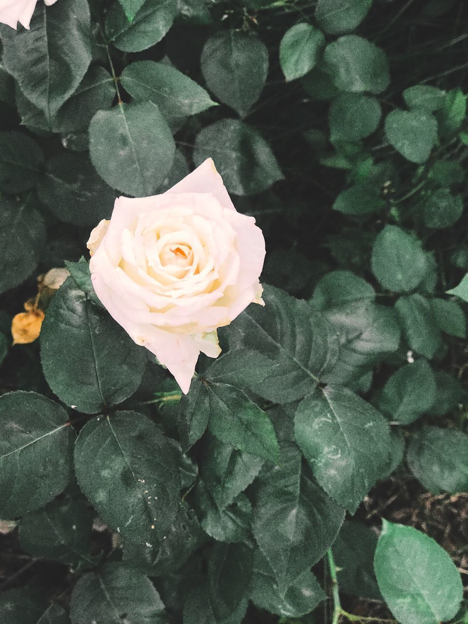 CLOSE-UP OF ROSE ON PLANT