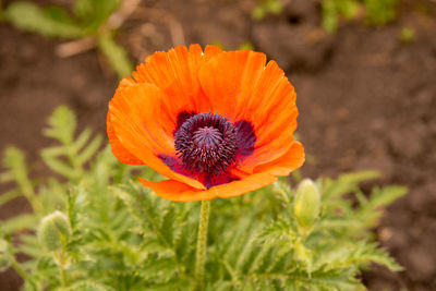 Close-up of orange poppy on field