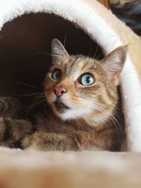 Close-up portrait of cat