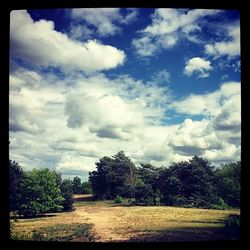 Trees on field against cloudy sky