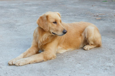 High angle view of golden retriever sitting on floor