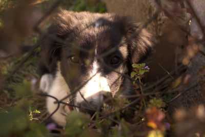 Close-up of dog