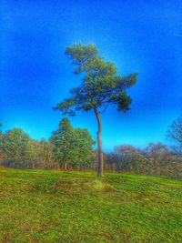 Single tree against blue sky