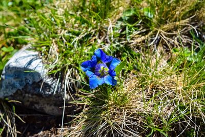 Close-up of blue flower growing in field