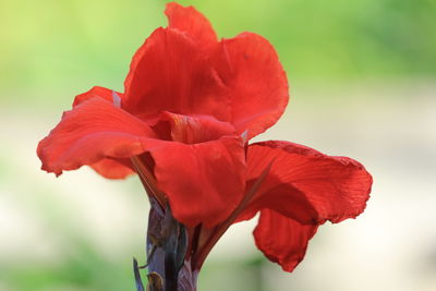 Close-up of red flowering plant