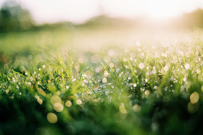 Close-up of dew on grassy field