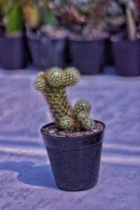 Close-up of potted plant on table