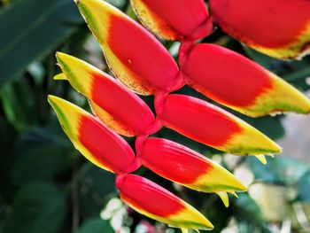 Close-up of red flowering plant