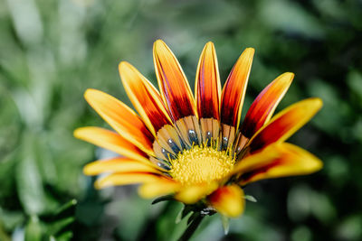 Gazania rigens on a natural green background.