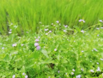 Close-up of purple flowering plant on field