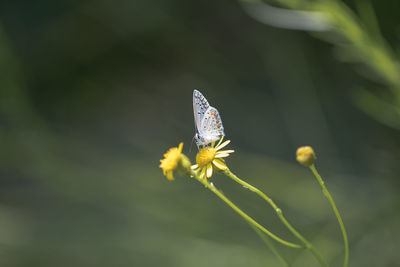 Close-up of insect on flower