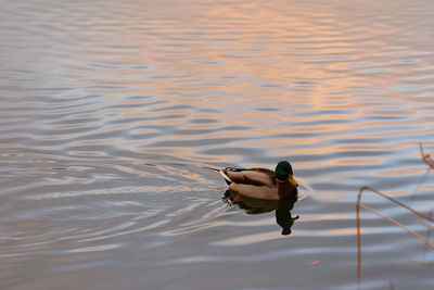 High angle view of duck swimming in lake