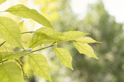 Close-up of leaves