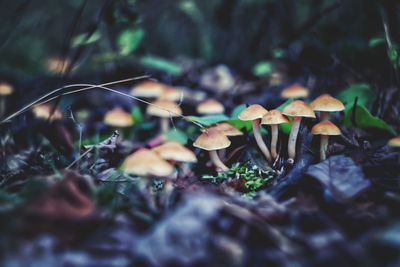 Close-up of mushrooms growing on field