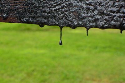 Close-up of water drops on grass