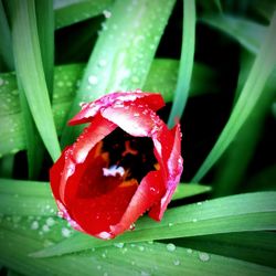 Close-up of wet red rose blooming outdoors