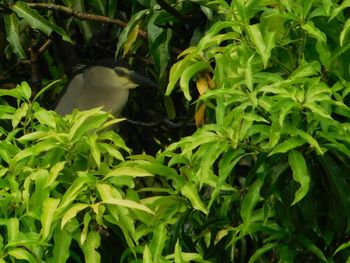 Close-up of bird on plant