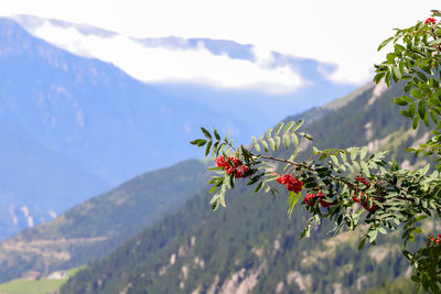 Close-up of red flowering plant against mountains