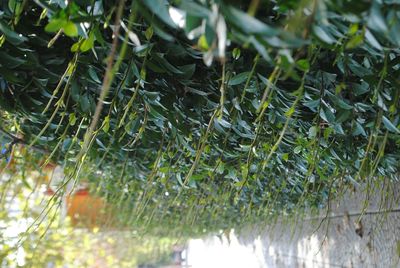 Close-up of fresh plants