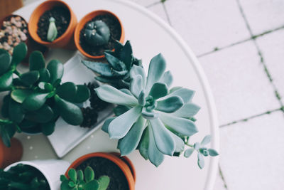 High angle view of plants on table