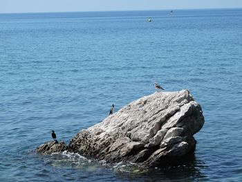 Seagull perching on rock in sea